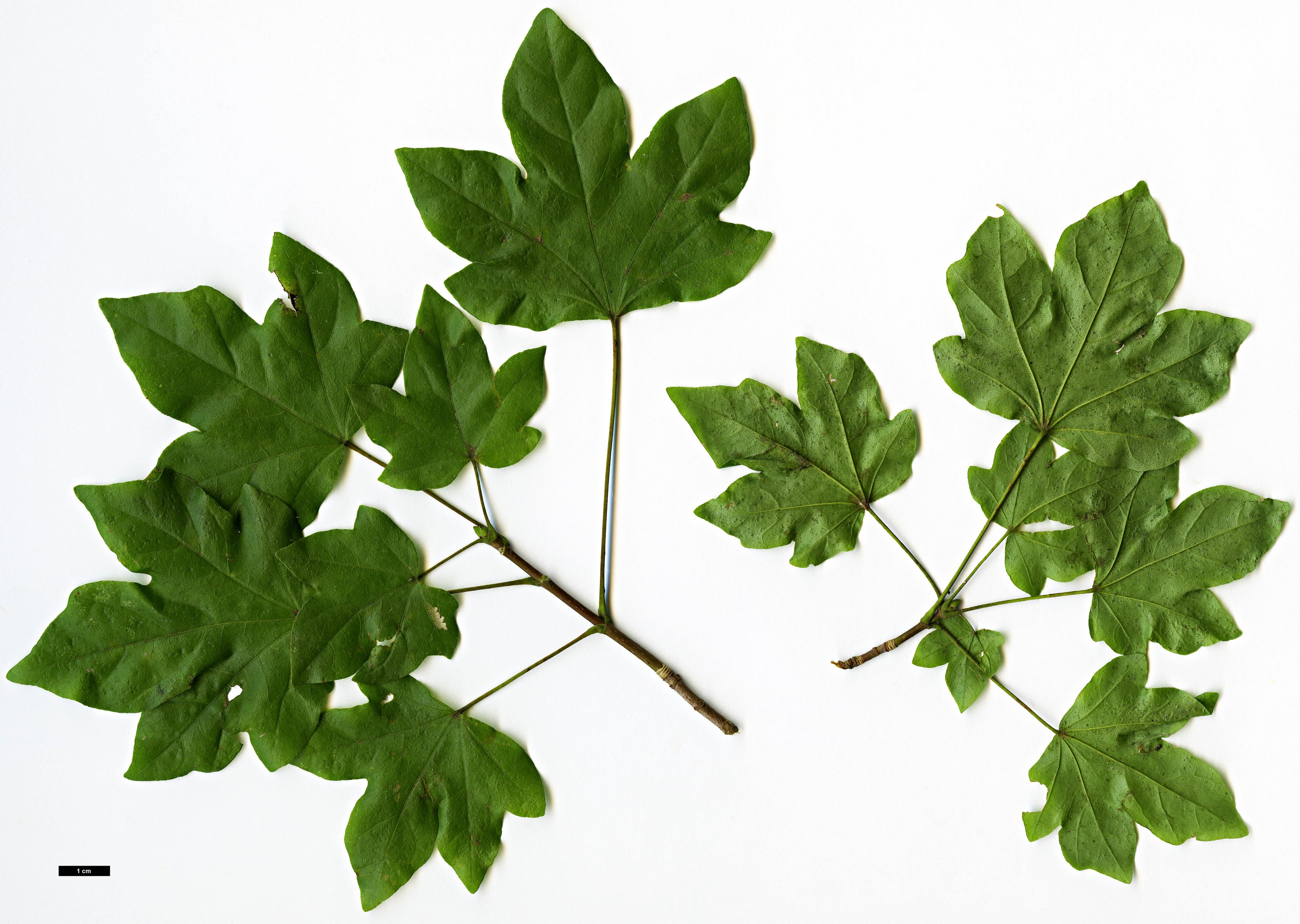 High resolution image: Family: Sapindaceae - Genus: Acer - Taxon: 'Minorient' - SpeciesSub: (A.campestre × A.cappadocicum)